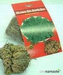 Rosa de Jericó Grande